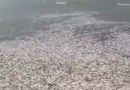 Vídeo: milhares de peixes são encontradas mortas na Praia de Araoca